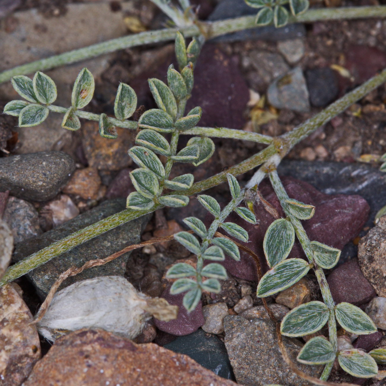 Image of Astragalus nivalis specimen.