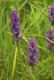 Dactylorhiza sibirica