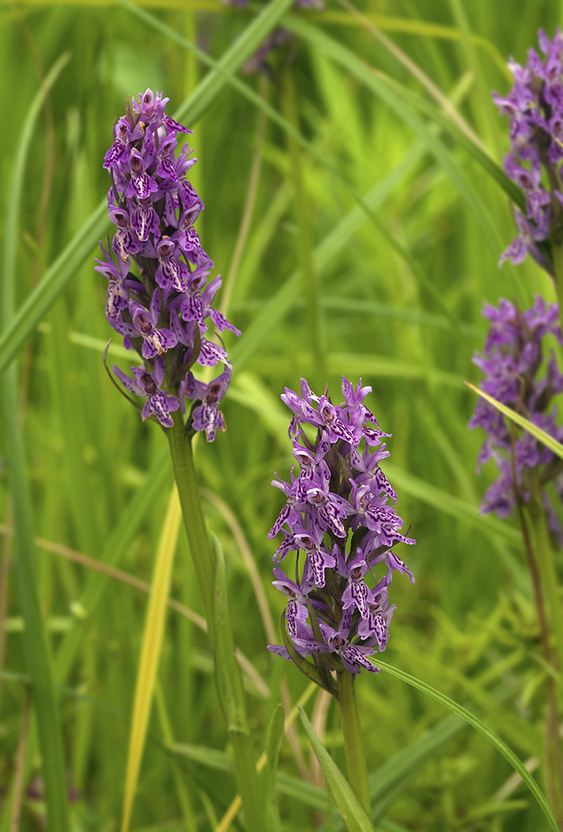 Изображение особи Dactylorhiza sibirica.