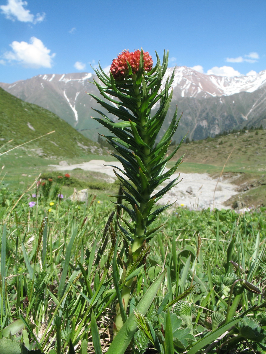 Image of Rhodiola linearifolia specimen.