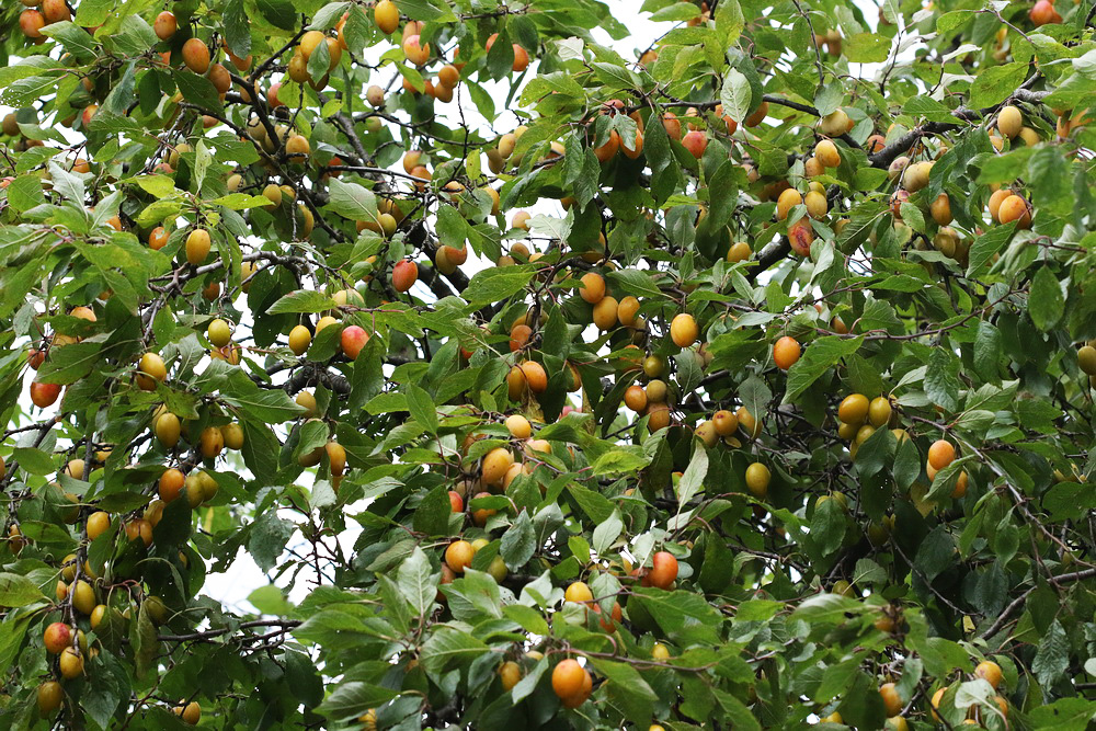 Image of Prunus domestica specimen.