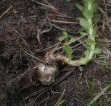 Rhodiola rosea. Корень. Пермский край, г. Пермь, Кировский р-н, садовый участок, в культуре, случайно выполотое растение. 20.05.2017.