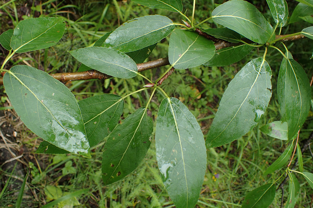 Image of Populus suaveolens specimen.