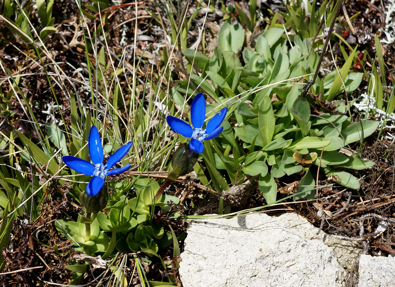 Image of Gentiana uniflora specimen.