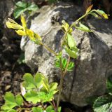 Corydalis ochotensis