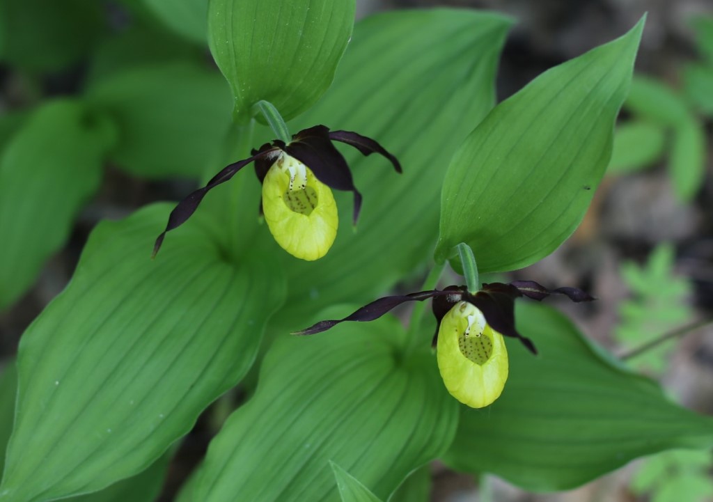 Изображение особи Cypripedium calceolus.