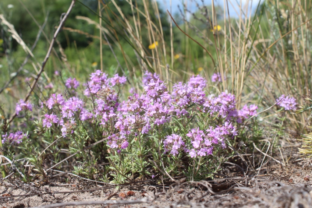 Изображение особи Thymus pallasianus.