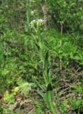 Arabis sagittata. Верхушка цветущего растения. Краснодарский край, Абинский р-н, гора Папай, склон вершины Зап. Папай. 30.04.2017.