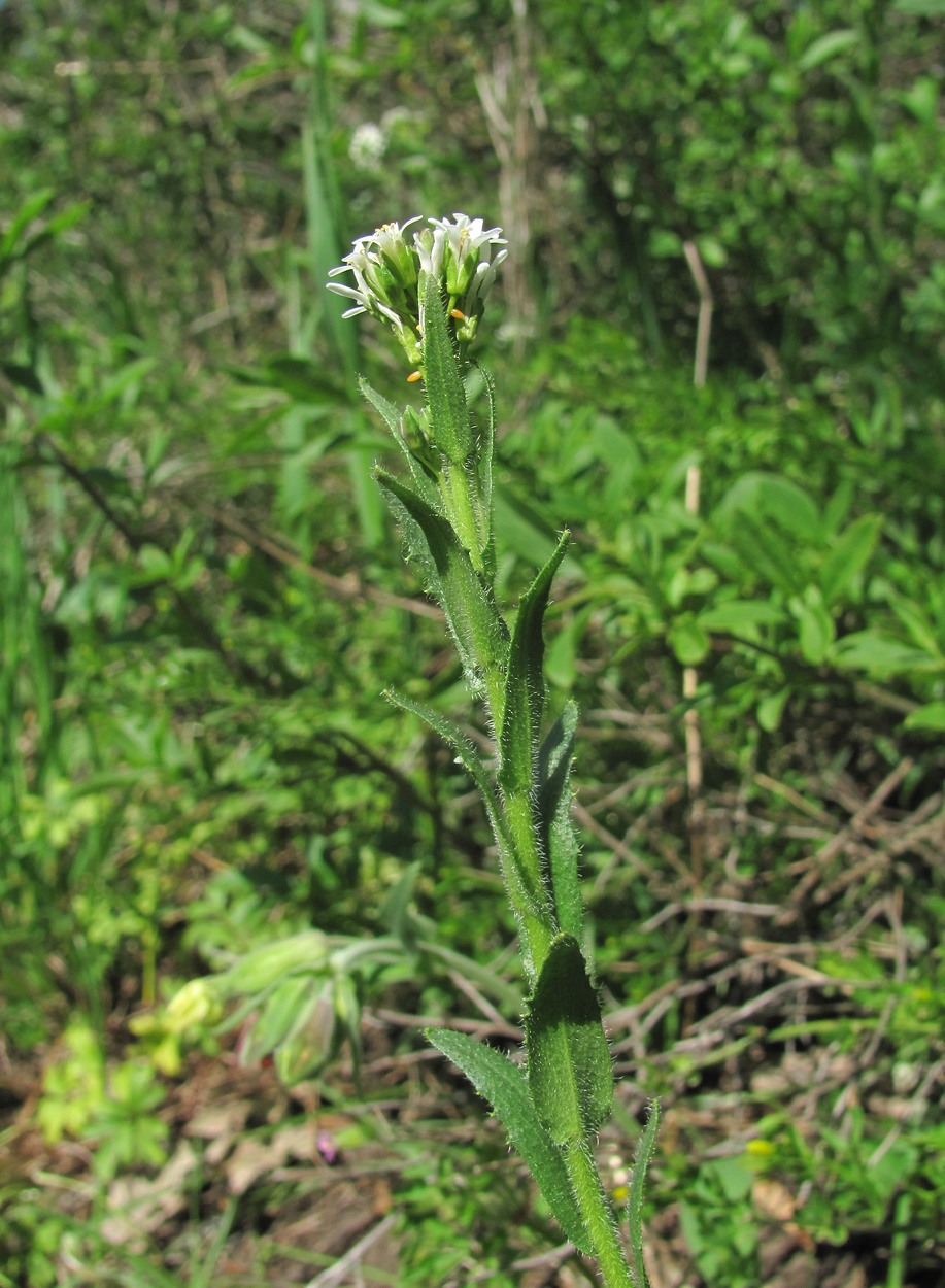 Изображение особи Arabis sagittata.
