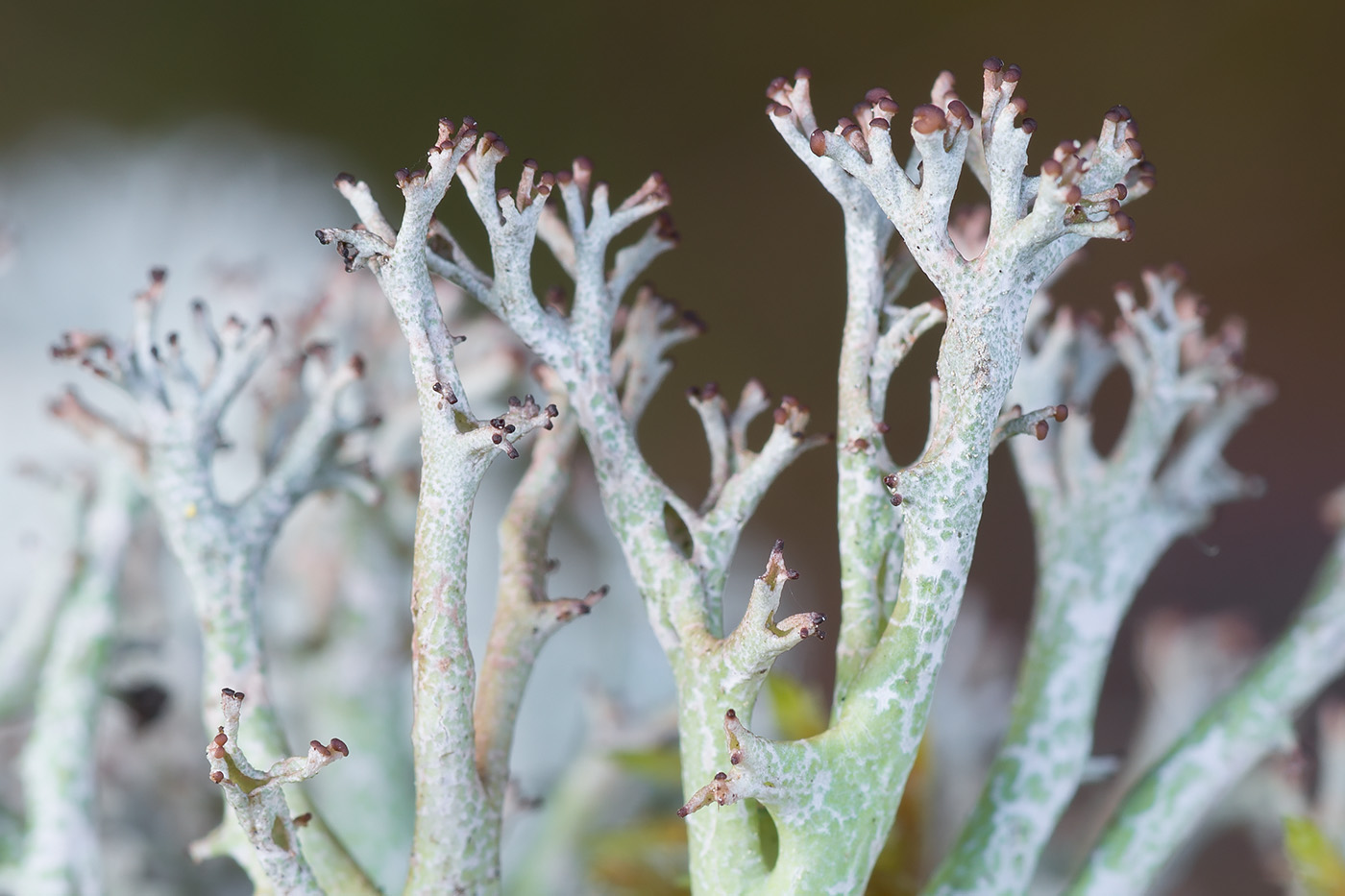 Image of Cladonia furcata specimen.