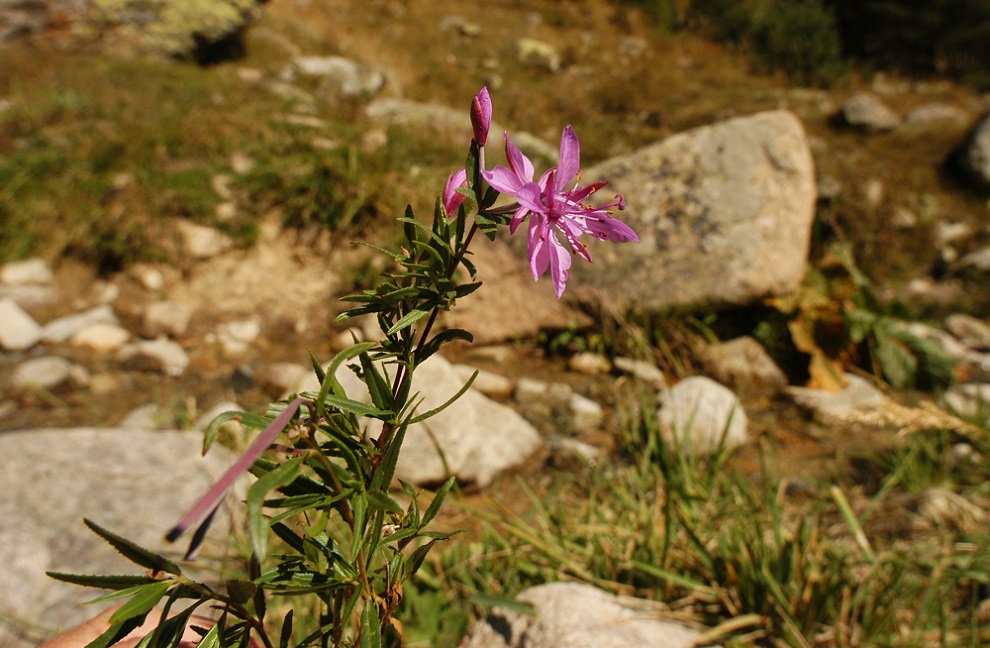 Image of Chamaenerion colchicum specimen.