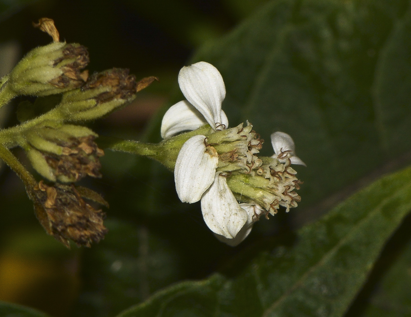 Image of Verbesina virginica specimen.