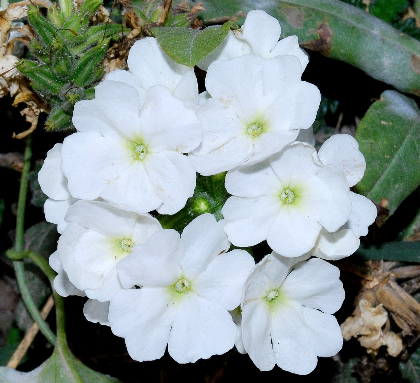 Image of Glandularia &times; hybrida specimen.