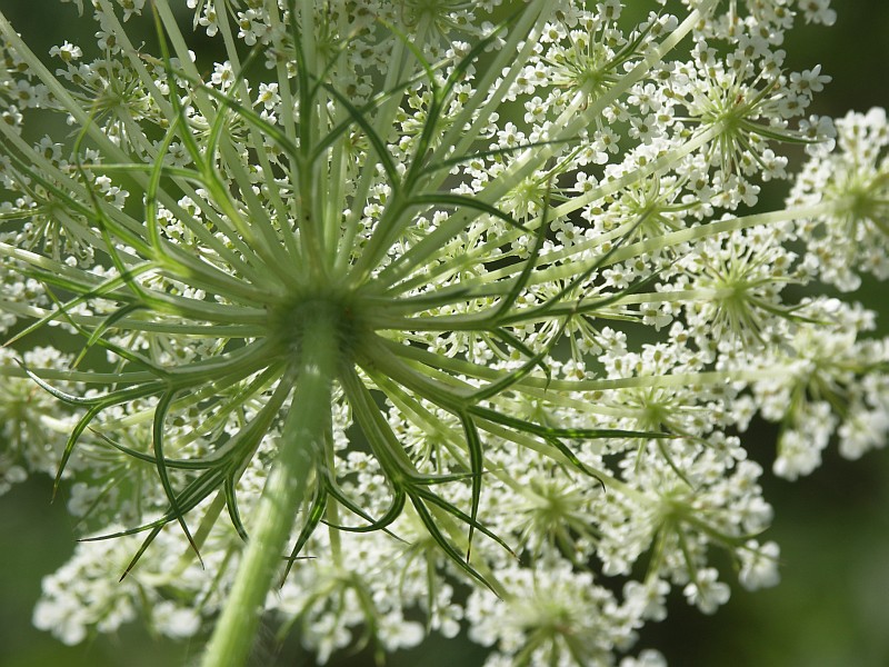 Изображение особи Daucus carota.