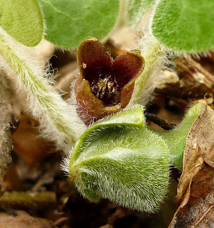 Изображение особи Asarum europaeum.