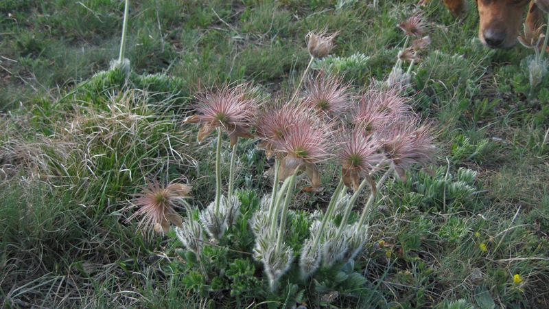 Image of Pulsatilla taurica specimen.