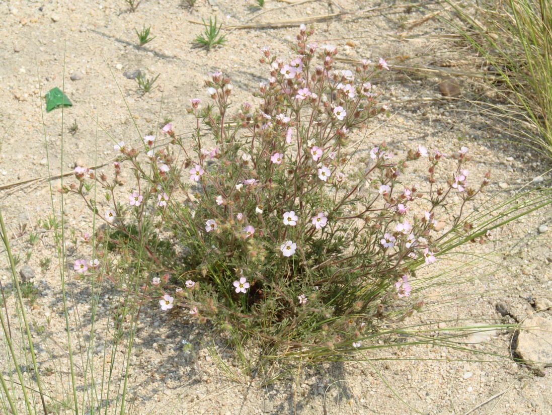 Image of Chamaerhodos grandiflora specimen.