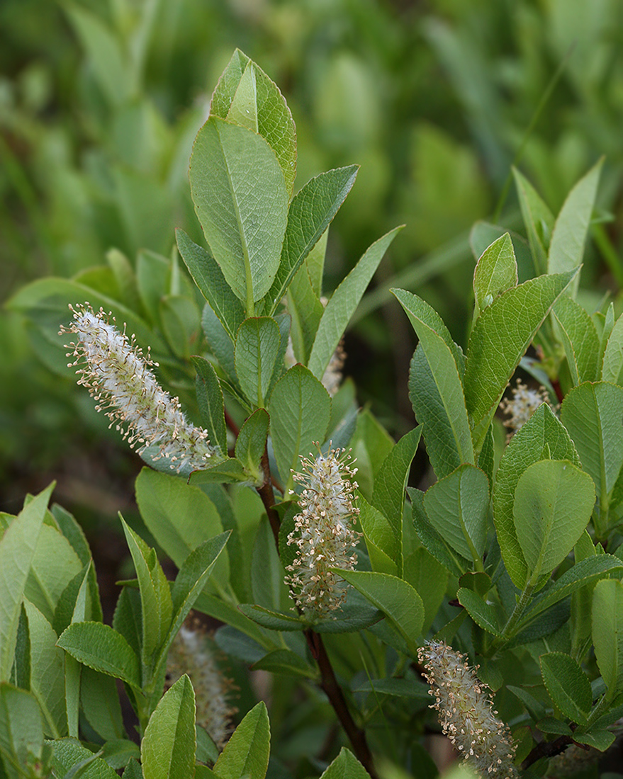 Image of Salix hastata specimen.