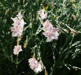 Dianthus plumarius