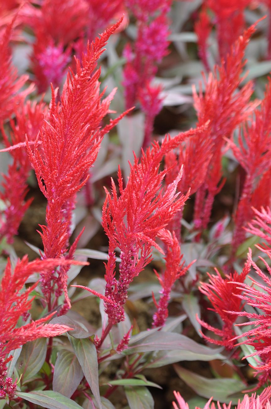 Image of Celosia argentea specimen.