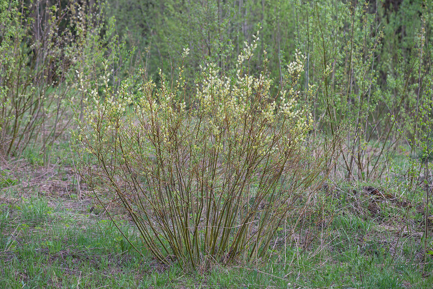 Изображение особи Salix starkeana.