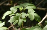 Adoxa moschatellina. Верхушка цветущего растения. Костромская обл., Костромской р-н, окр. пос. Козловы Горы, сероольшанник вдоль берега р. Волга. 07.05.2017.