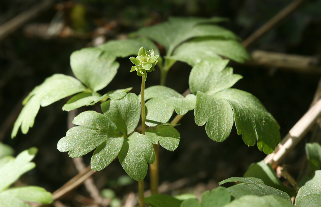 Изображение особи Adoxa moschatellina.