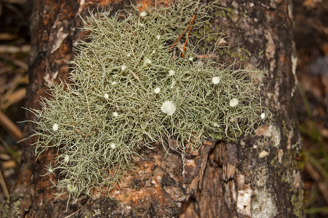 Image of genus Usnea specimen.