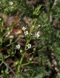 Thesium ramosum. Верхушка побега с цветками. Украина, г. Запорожье, балка Партизанская, северный степной склон. 01.05.2018.