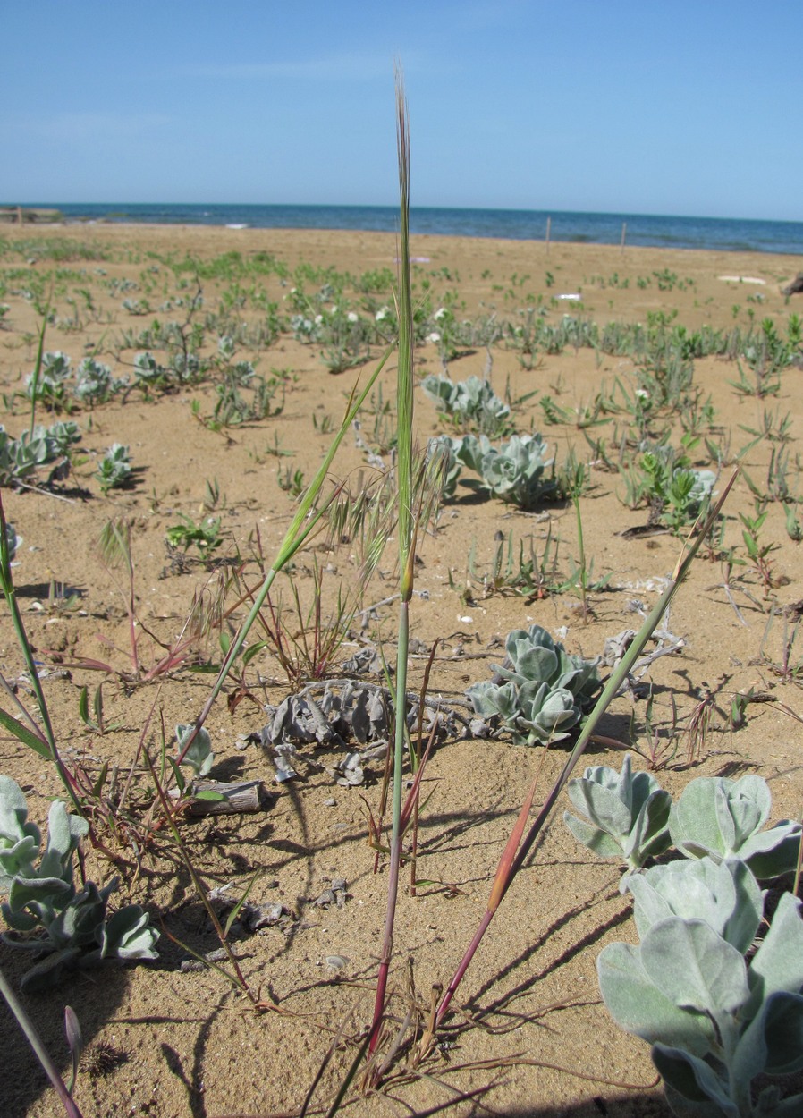 Image of familia Poaceae specimen.