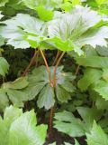 Podophyllum peltatum