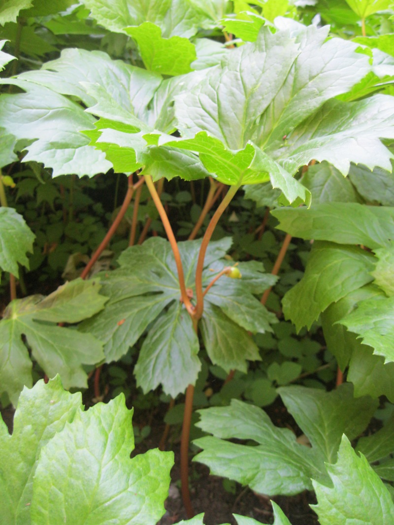 Image of Podophyllum peltatum specimen.