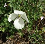 Papaver albiflorum