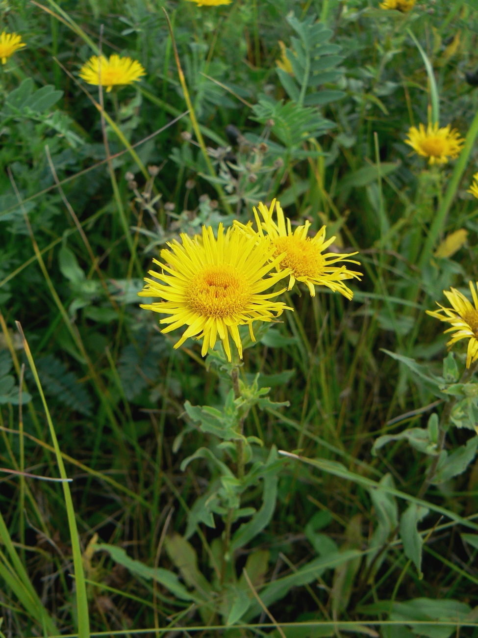 Изображение особи Inula britannica.