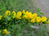Chamaecytisus ruthenicus