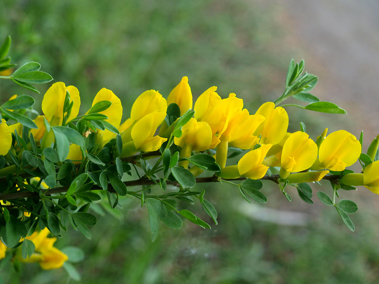 Image of Chamaecytisus ruthenicus specimen.