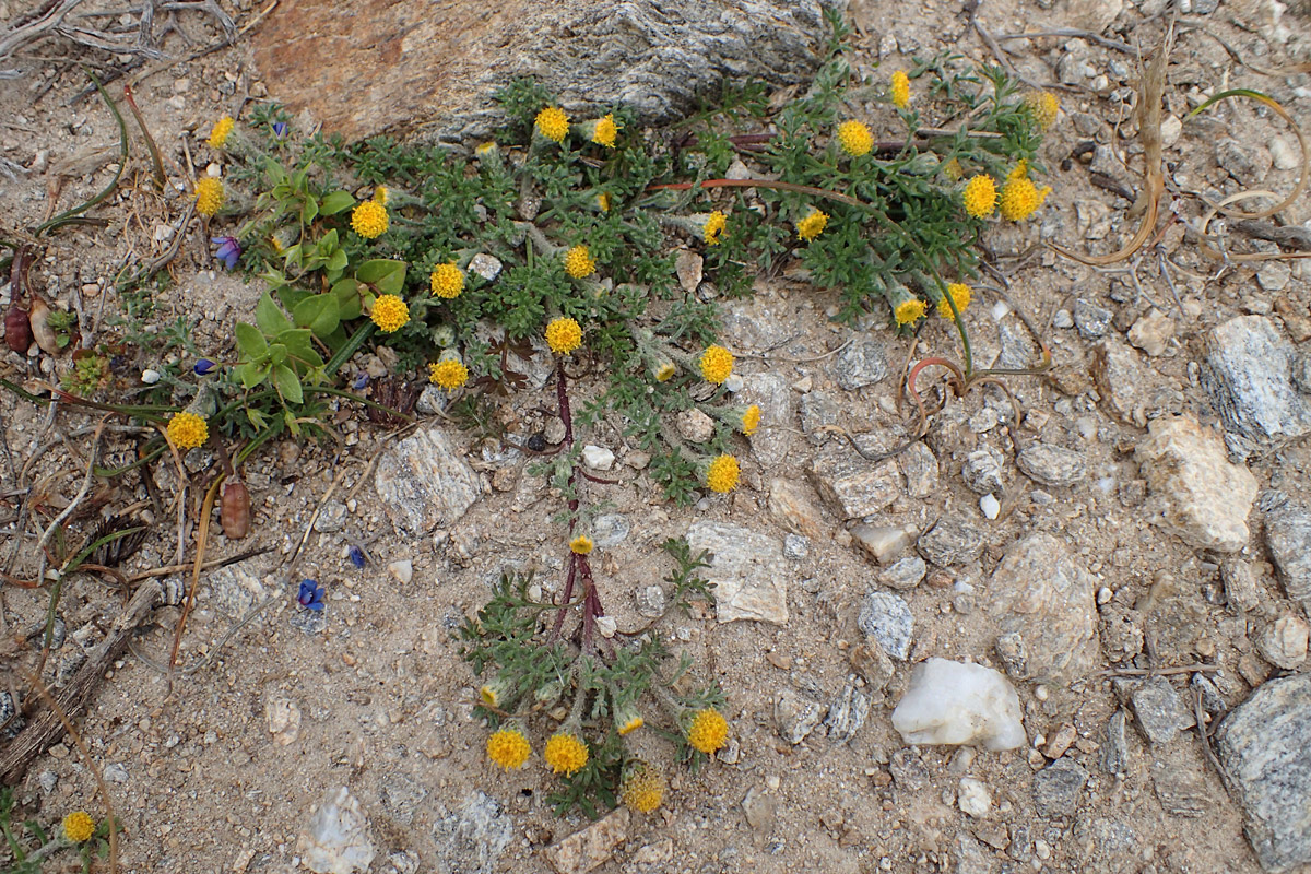 Изображение особи Anthemis rigida.