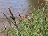 Carex acuta. Верхушки цветущих и отцветающих растений. Башкирия, окр. Белорецка, берег Белорецкого пруда. Последняя декада мая.