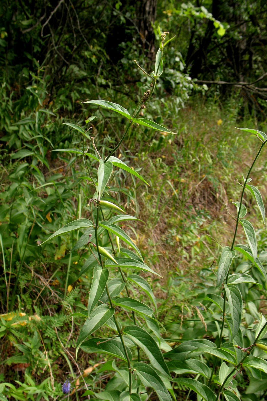 Image of Vincetoxicum hirundinaria specimen.