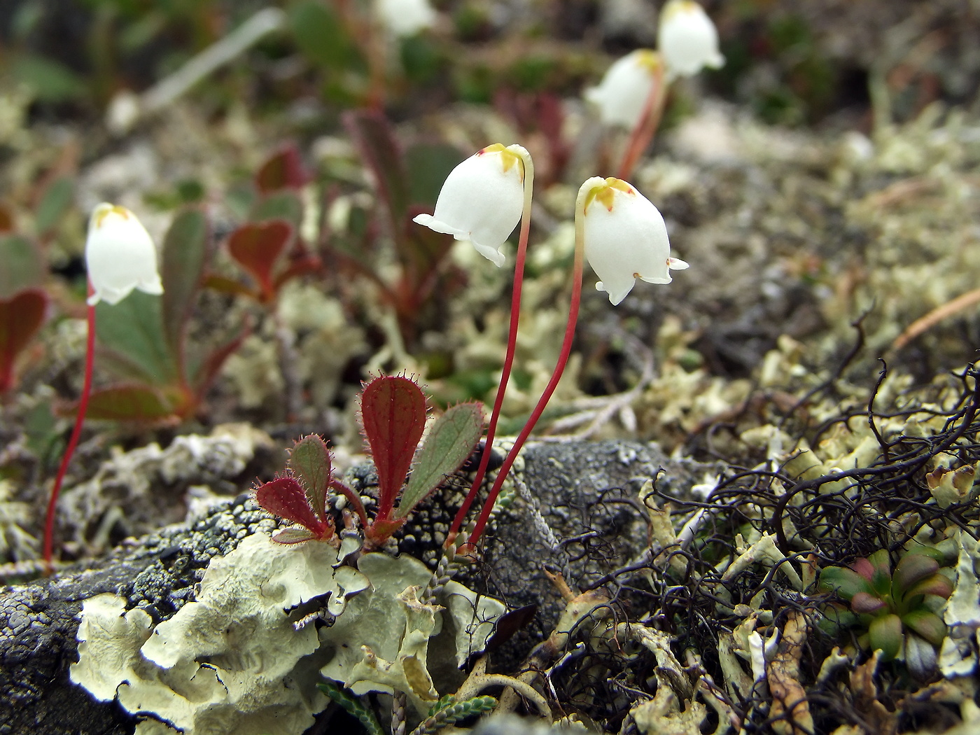 Изображение особи Cassiope lycopodioides.