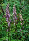 Aconitum septentrionale