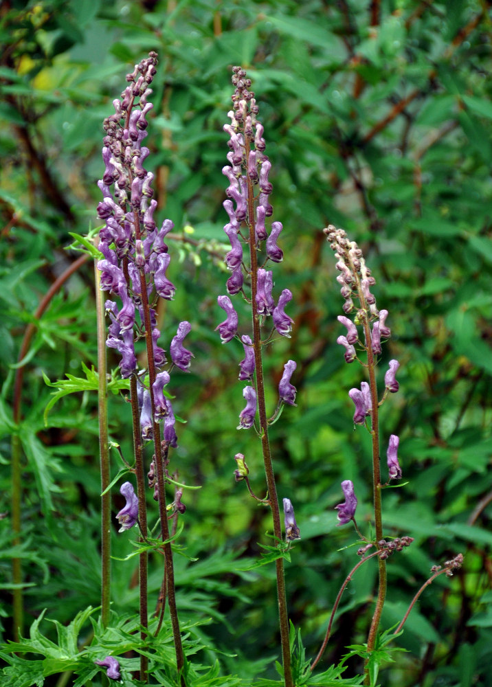 Изображение особи Aconitum septentrionale.