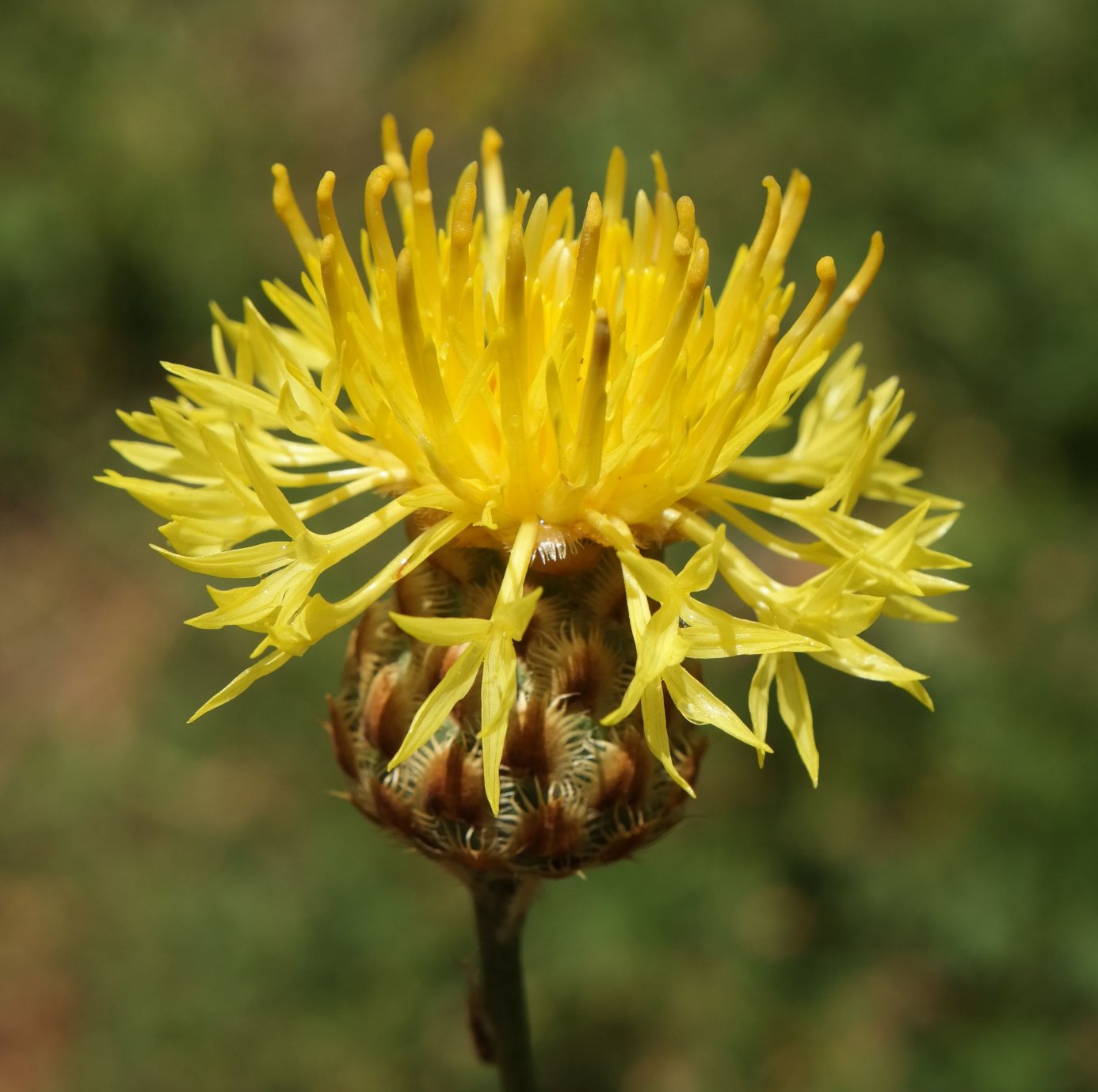 Image of Centaurea orientalis specimen.