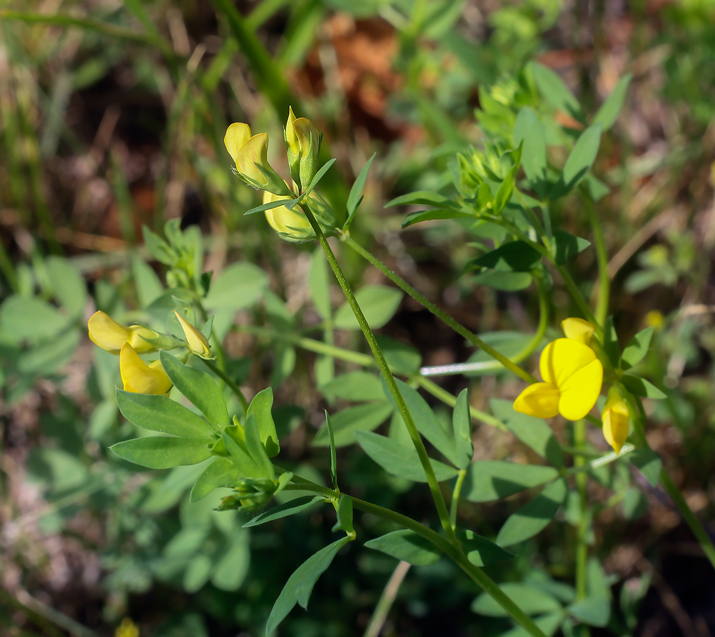 Изображение особи Lotus arvensis.