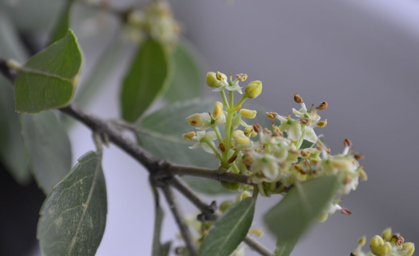 Image of Phillyrea latifolia specimen.