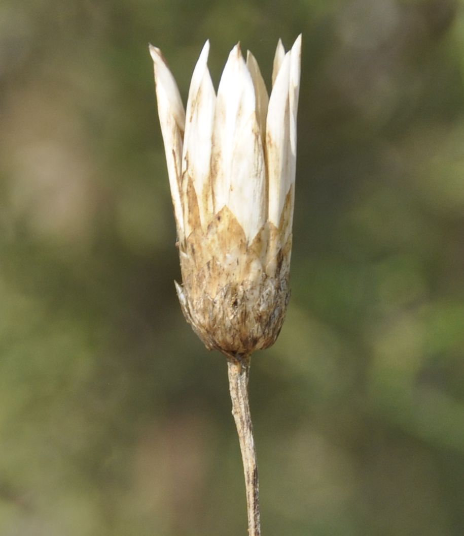 Image of Xeranthemum annuum specimen.
