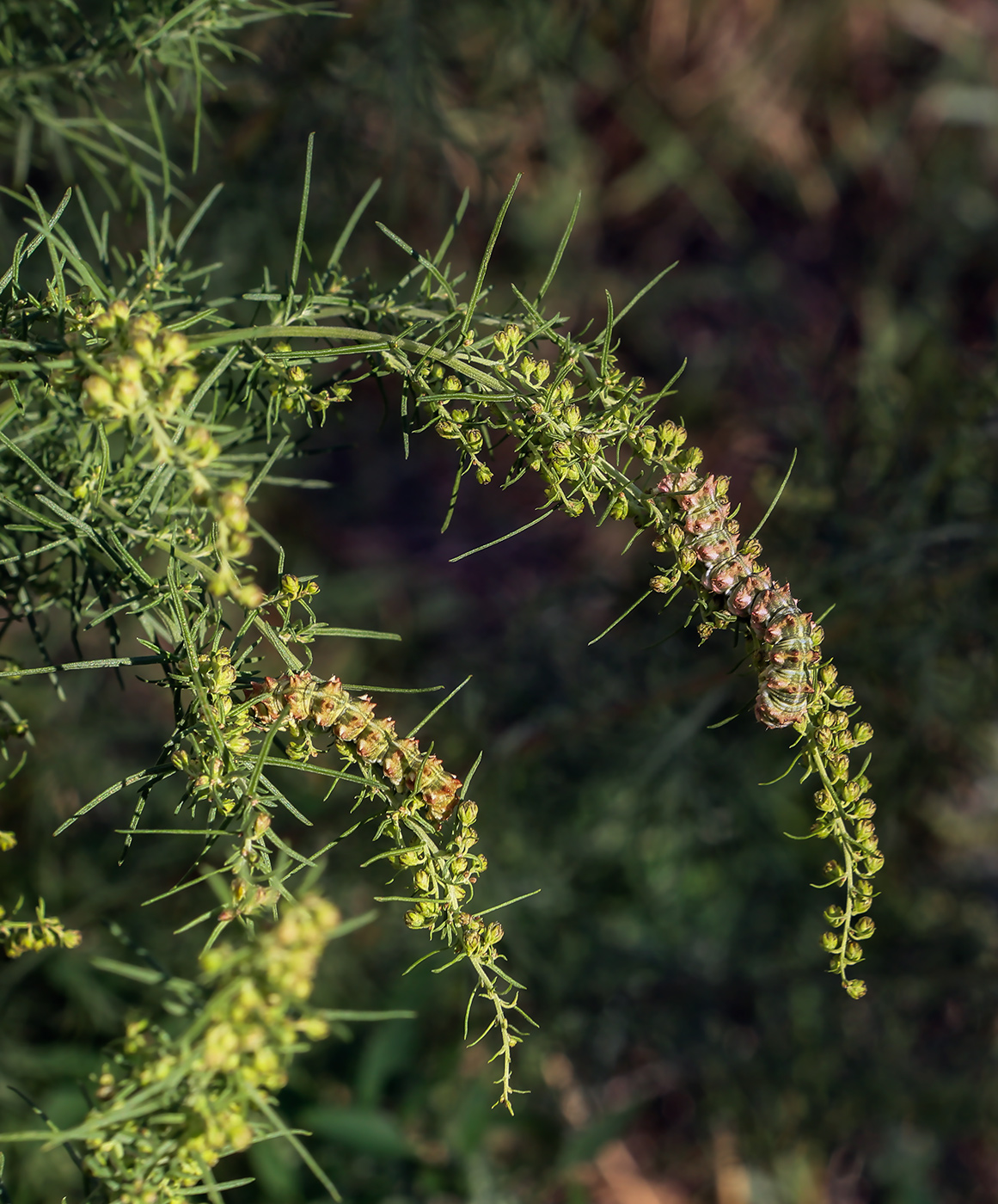 Image of Artemisia abrotanum specimen.