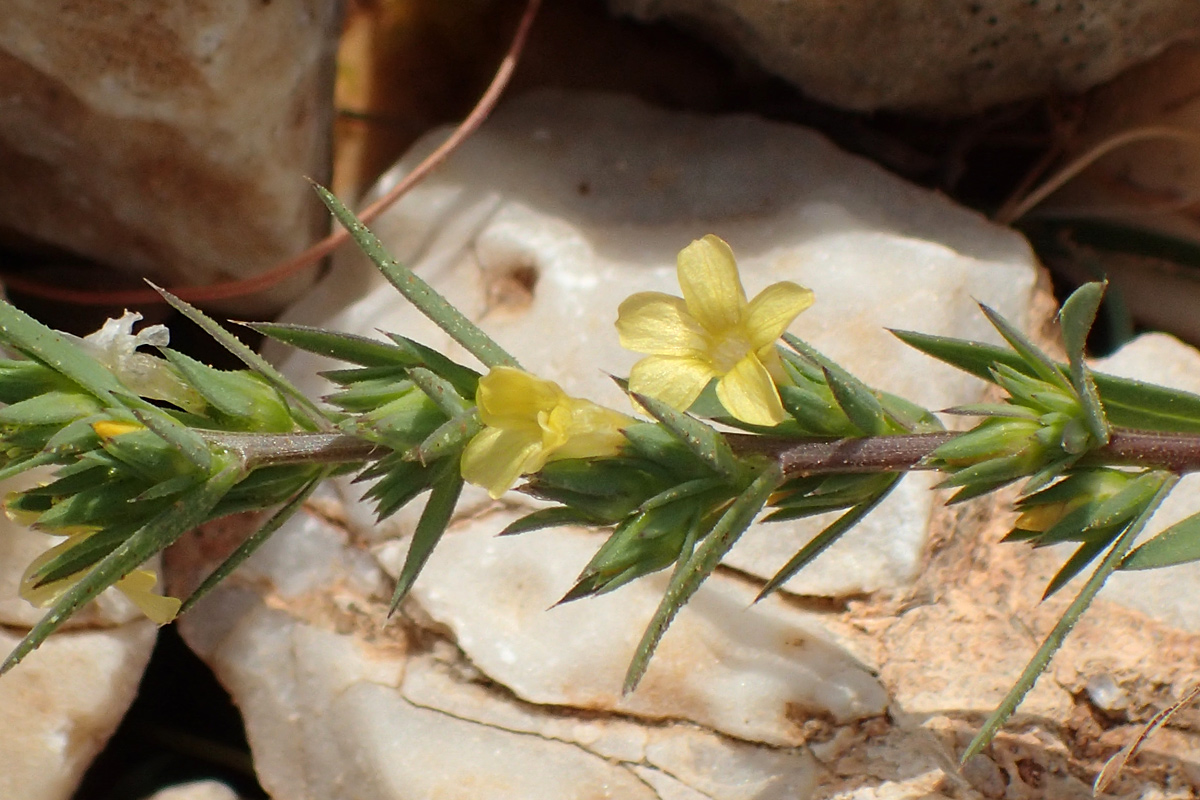 Изображение особи Linum strictum ssp. spicatum.