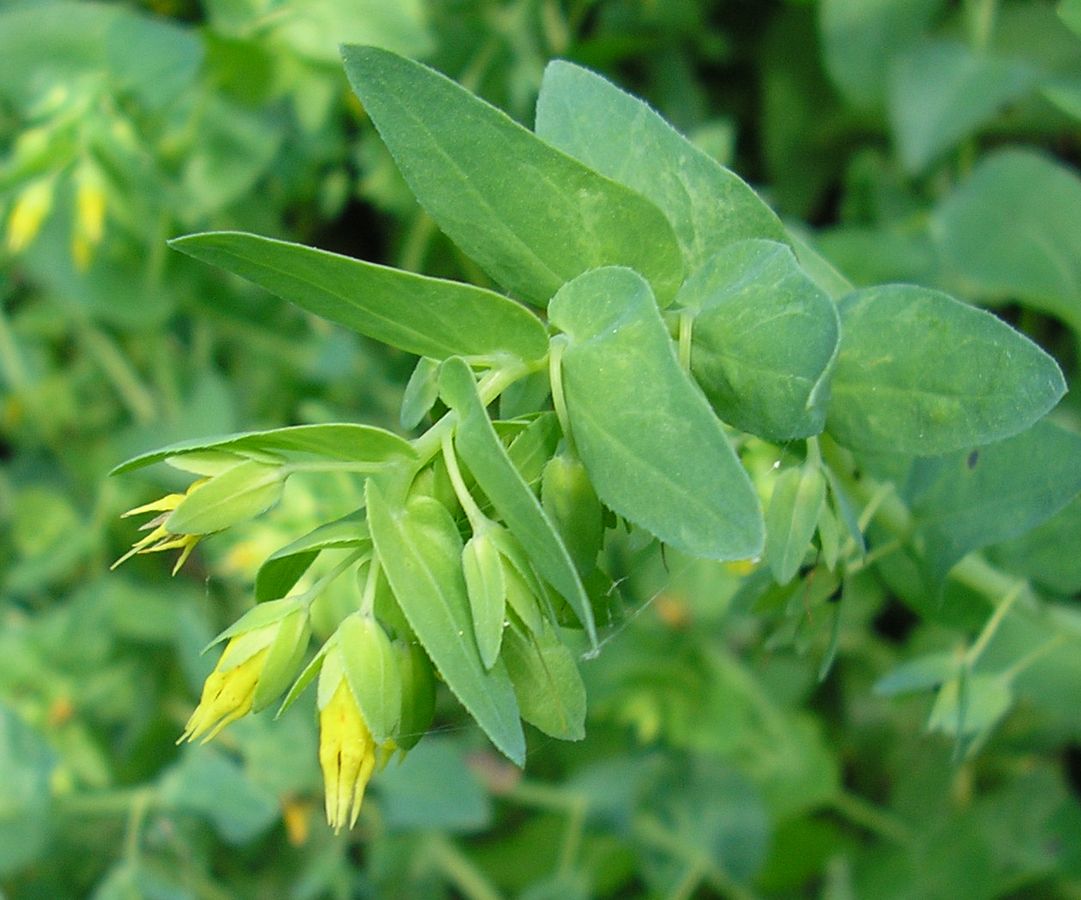 Image of Cerinthe minor specimen.