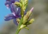 Plumbago europaea. Часть побега с бутонами. Черногория, окр. г. Котор, \"Старая австрийская дорога\", горное разнотравье. Июль 2018 г.